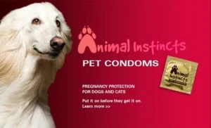 Ultimate Guide Of Integrated Marketing Communications (What, Why &Amp; How?) Condoms for pets- sfpca